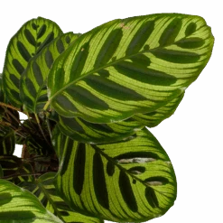 Calathea Makoyana - Pauwenplant - P17 H65 - Kamerplant 6 Calathea Makoyana - Pauwenplant - P17 H65 - Kamerplant -Elho Verkoop calathea makoyana pauwenplant p17 h65 6 2