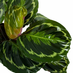 Bestsellers -Elho Verkoop calathea medaillon schaduwplant p19 h75 5