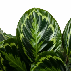 Bestsellers -Elho Verkoop calathea medaillon schaduwplant p32cm h80cm 5