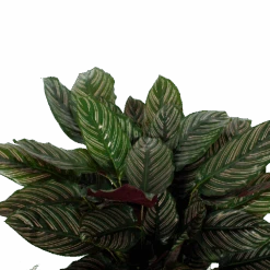Bestsellers -Elho Verkoop calathea ornata livingplant p27 h80 5 3