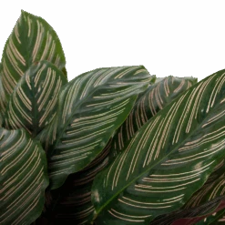 Calathea Ornata - Livingplant - P27 H80 - Kamerplant -Elho Verkoop calathea ornata livingplant p27 h80 6 3