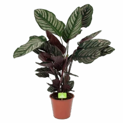 Calathea Ornata - Livingplant - Schaduwplant - P19 H75 - Kamerplant