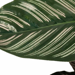 Calathea Ornata - Livingplant - Schaduwplant - P19 H75 - Kamerplant -Elho Verkoop calathea ornata livingplant schaduwplant p19 h75 6 1