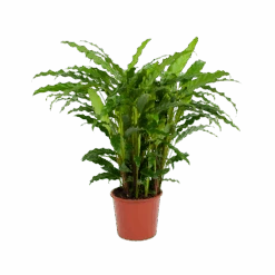 Calathea Rufibarba Bluegrass - Pauwenplant - P17 H65 - Kamerplant