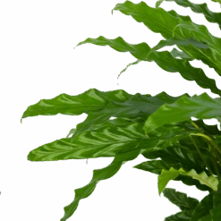 Calathea Rufibarba Bluegrass - Pauwenplant - P17 H65 - Kamerplant -Elho Verkoop calathea rufibarba bluegrass pauwenplant p17 h65 5