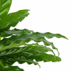 Calathea Rufibarba Bluegrass - Pauwenplant - P17 H65 - Kamerplant -Elho Verkoop calathea rufibarba bluegrass pauwenplant p17 h65 6