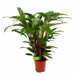 Calathea Rufibarba Bluegrass - Schaduwplant - P21 H85 - Kamerplant