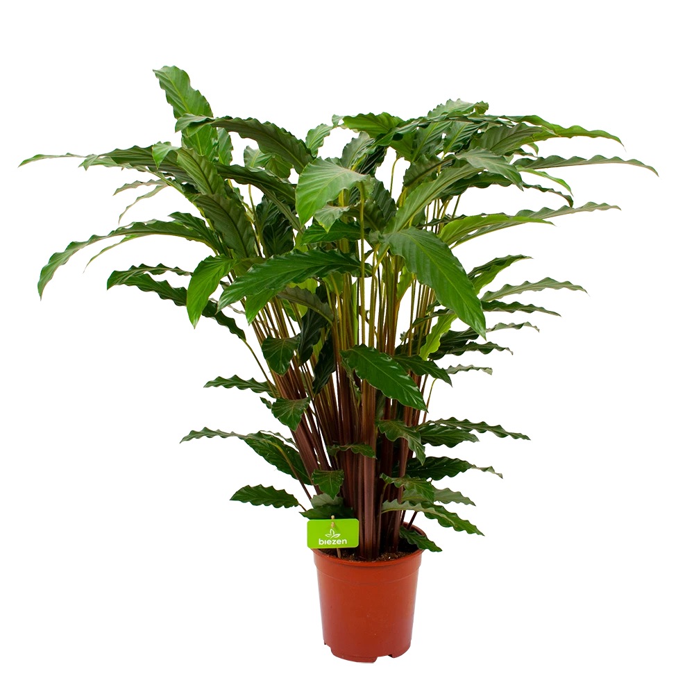 Calathea Rufibarba Bluegrass - Schaduwplant - P21 H85 - Kamerplant 1 Calathea Rufibarba Bluegrass - Schaduwplant - P21 H85 - Kamerplant