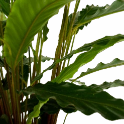 Calathea Rufibarba Bluegrass - Schaduwplant - P21 H85 - Kamerplant 6 Calathea Rufibarba Bluegrass - Schaduwplant - P21 H85 - Kamerplant -Elho Verkoop calathea rufibarba bluegrass schaduwplant p21 h85 6