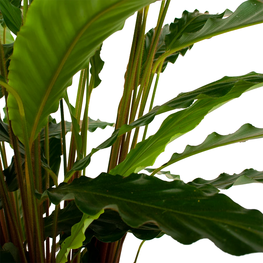 Calathea Rufibarba Bluegrass - Schaduwplant - P21 H85 - Kamerplant 3 Calathea Rufibarba Bluegrass - Schaduwplant - P21 H85 - Kamerplant - Afbeelding 3