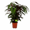 Calathea Rufibarba Wavestar - Pauwenplant - P21 H85 - Kamerplant