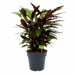 Calathea Rufibarba Wavestar - Pauwenplant - P27 H90 - Kamerplant