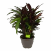 Calathea Rufibarba Wavestar - Pauwenplant - P32 H80 - Kamerplant