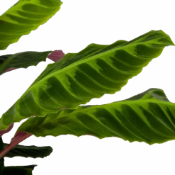 Calathea Warcewiczii - Livingplant - P21 H75 - Kamerplant -Elho Verkoop calathea warcewiczii livingplant p21 h75 6 1