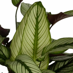 Bestsellers -Elho Verkoop calathea whitestar schaduwplant p32 h80 5