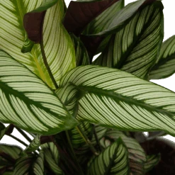 Calathea Whitestar - Schaduwplant - P32 H80 - Kamerplant -Elho Verkoop calathea whitestar schaduwplant p32 h80 6