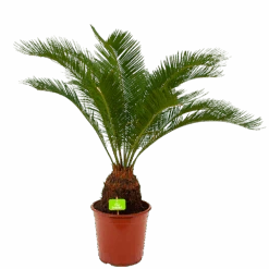 Cycas Revoluta - Vredespalm - P24 H85 - Kamerplant