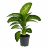 Dieffenbachia Seguine 'Reeva' - P19 H60 - Kamerplant