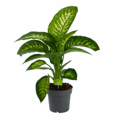 Dieffenbachia Seguine 'Reeva' - P19 H60 - Kamerplant