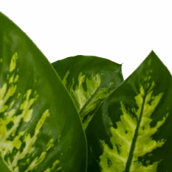 Dieffenbachia Seguine 'Reeva' - P19 H60 - Kamerplant -Elho Verkoop dieffenbachia seguine reeva p19 h60 6