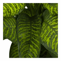 Dieffenbachia Seguine Tropic Jewel - P35 H130 - Kamerplant -Elho Verkoop dieffenbachia seguine tropic jewel p35 h130 4