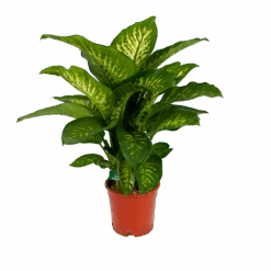 Dieffenbachia Seguine Tropic Snow - P24 H90 - Kamerplant