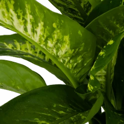 Dieffenbachia Seguine Tropic Snow - P24 H90 - Kamerplant -Elho Verkoop dieffenbachia seguine tropic snow p24 h90 2 4