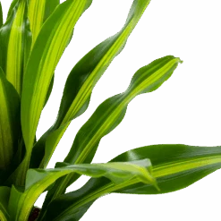 Voorkant -Elho Verkoop dracaena burley drakenbloedboom p24 h90 5 1