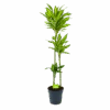 Dracaena Cintho - Op Stam - Drakenbloedboom - P24 H150 - Kamerplant