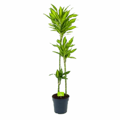 Dracaena Cintho - Op Stam - Drakenbloedboom - P24 H150 - Kamerplant