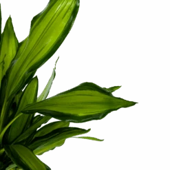 Dracaena Cintho - Op Stam - Drakenbloedboom - P24 H150 - Kamerplant -Elho Verkoop dracaena cintho op stam drakenbloedboom p24 h150 6 1