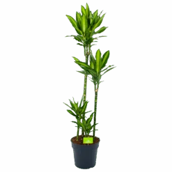 Dracaena Cintho - Op Stam - Drakenbloedboom - P27 H150 - Kamerplant