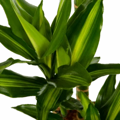 Dracaena Cintho - Op Stam - Drakenbloedboom - P27 H150 - Kamerplant 6 Dracaena Cintho - Op Stam - Drakenbloedboom - P27 H150 - Kamerplant -Elho Verkoop dracaena cintho op stam drakenbloedboom p27 h150 6 1