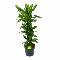 Dracaena Cintho - Vertakt - Drakenbloedboom - P27 H120 - Kamerplant