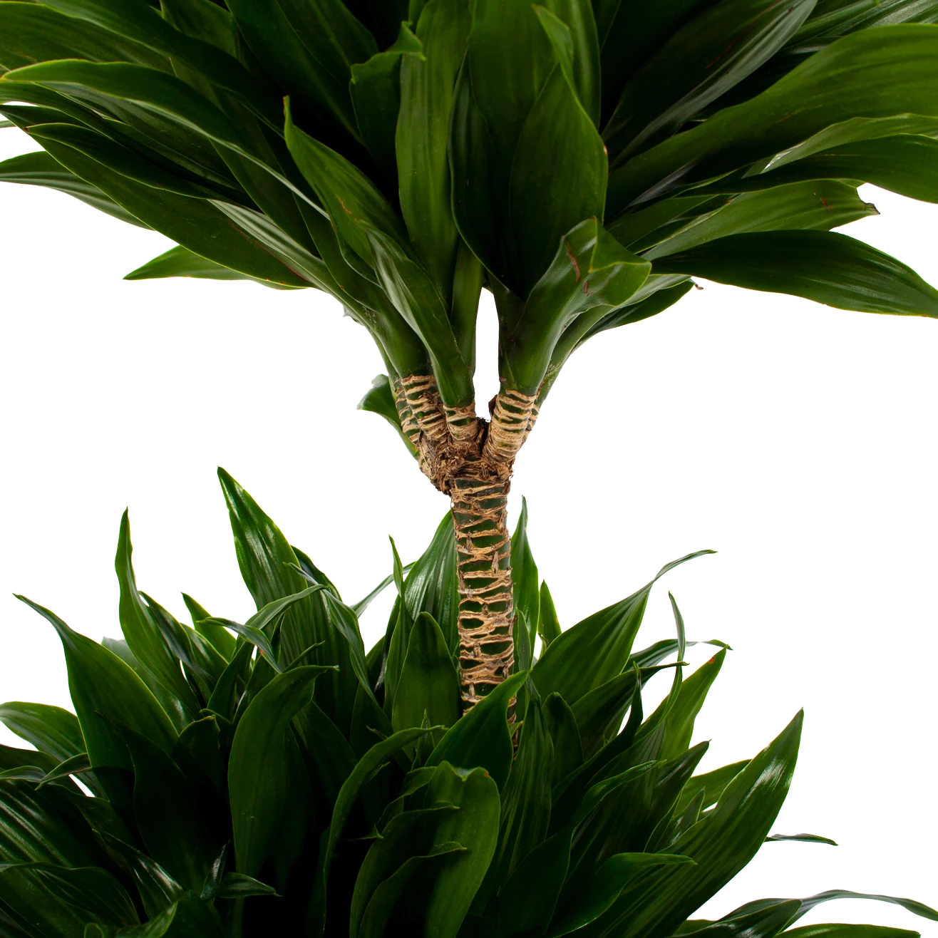 Dracaena Compacta - Op Stam - Drakenbloedboom - P21 H80 - Kamerplant 2 Dracaena Compacta - Op Stam - Drakenbloedboom - P21 H80 - Kamerplant - Afbeelding 2