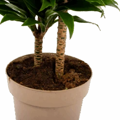 Dracaena Compacta - Op Stam - Drakenbloedboom - P21 H80 - Kamerplant 6 Dracaena Compacta - Op Stam - Drakenbloedboom - P21 H80 - Kamerplant -Elho Verkoop dracaena compacta op stam drakenbloedboom p21 h80 6 2