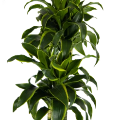 Dracaena Dorado - Op Stam - Drakenbloedboom - P27 H180 - Kamerplant -Elho Verkoop dracaena dorado op stam drakenbloedboom p27 h180 kamerplant 3
