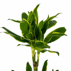 Dracaena Golden Coast - Op Stam - Drakenbloedboom - P19 H90 - Kamerplant -Elho Verkoop dracaena golden coast op stam drakenbloedboom p19 h90 kamerplant 4