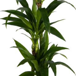 Dracaena Janet Craig - Op Stam - Drakenbloedboom - P24 H140 - Kamerplant -Elho Verkoop dracaena janet craig op stam drakenbloedboom p24 h140 kamerplant 3
