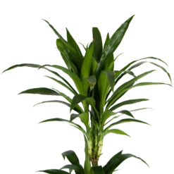 Dracaena Janet Craig - Op Stam - Drakenbloedboom - P24 H140 - Kamerplant -Elho Verkoop dracaena janet craig op stam drakenbloedboom p24 h140 kamerplant 4