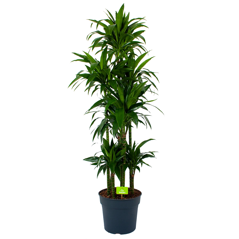 Dracaena Janet Craig - Op Stam - Drakenbloedboom - P34 H170 - Kamerplant 1 Dracaena Janet Craig - Op Stam - Drakenbloedboom - P34 H170 - Kamerplant