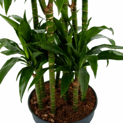 Dracaena Janet Craig - Op Stam - Drakenbloedboom - P34 H170 - Kamerplant 5 Dracaena Janet Craig - Op Stam - Drakenbloedboom - P34 H170 - Kamerplant -Elho Verkoop dracaena janet craig op stam drakenbloedboom p34 h170 5 1