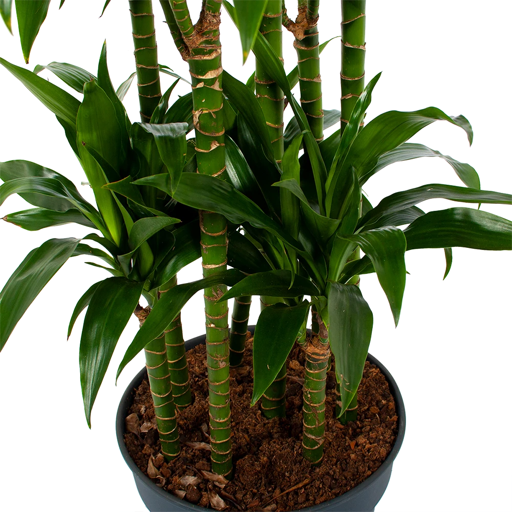 Dracaena Janet Craig - Op Stam - Drakenbloedboom - P34 H170 - Kamerplant 2 Dracaena Janet Craig - Op Stam - Drakenbloedboom - P34 H170 - Kamerplant - Afbeelding 2
