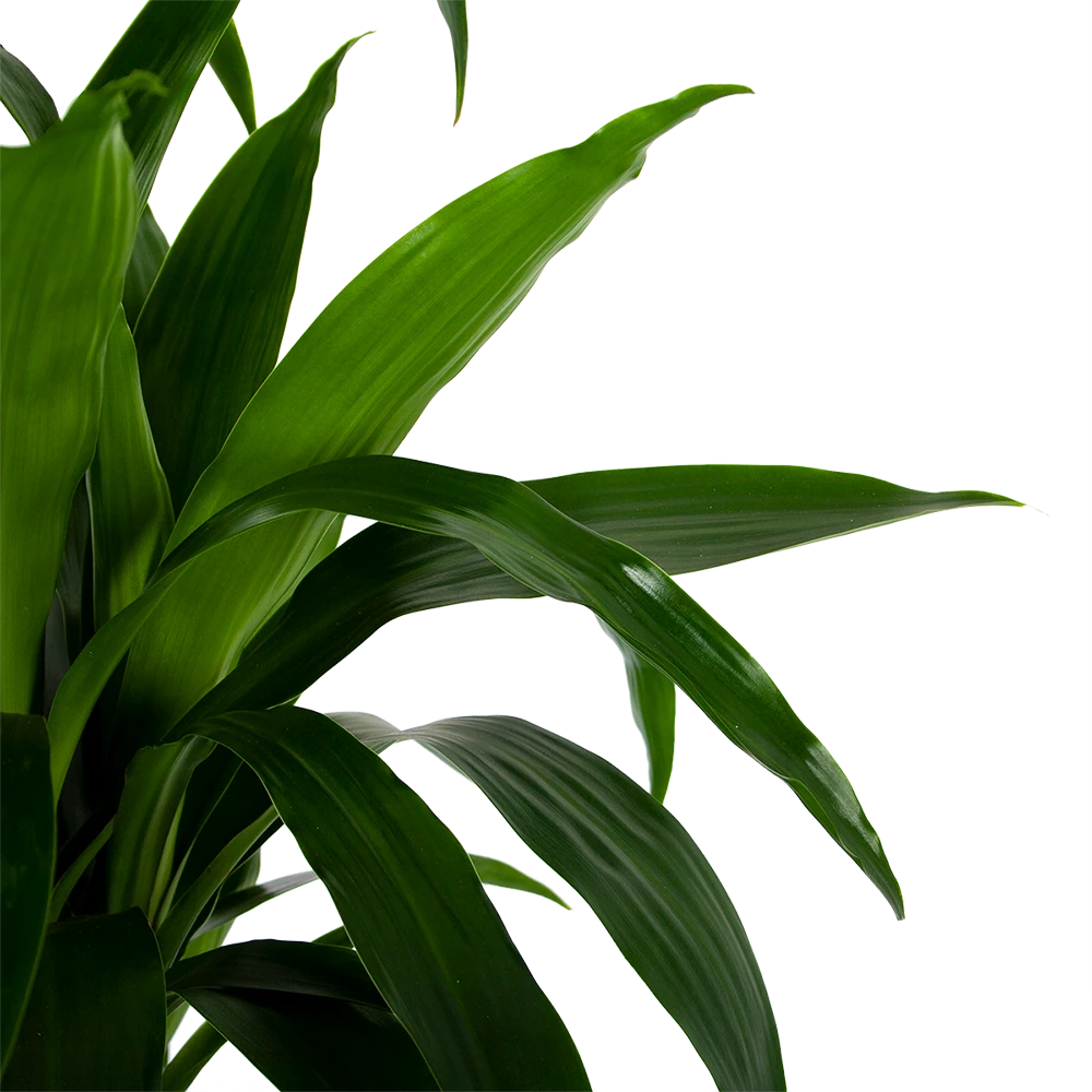 Dracaena Janet Craig - Op Stam - Drakenbloedboom - P34 H170 - Kamerplant 3 Dracaena Janet Craig - Op Stam - Drakenbloedboom - P34 H170 - Kamerplant - Afbeelding 3