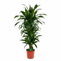 Dracaena Janet Craig - Vertrakt - Drakenbloedboom - P24 H110 - Kamerplant