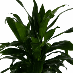 Dracaena Janet Craig - Vertrakt - Drakenbloedboom - P24 H110 - Kamerplant -Elho Verkoop dracaena janet craig vertrakt drakenbloedboom p24 h110 kamerplant 4