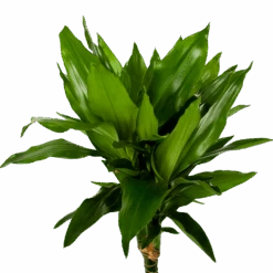 Dracaena Janet Lind - Op Stam - Drakenbloedboom - P21 H100 - Kamerplant -Elho Verkoop dracaena janet lind op stam drakenbloedboom p21 h100 5 1
