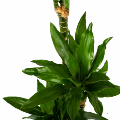 Dracaena Janet Lind - Op Stam - Drakenbloedboom - P21 H100 - Kamerplant -Elho Verkoop dracaena janet lind op stam drakenbloedboom p21 h100 6 1