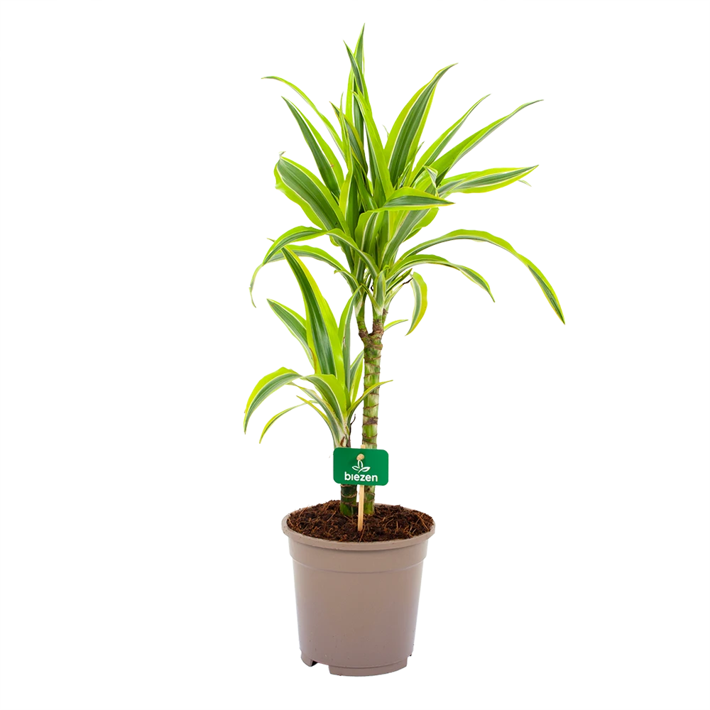 Dracaena Lemon Lime - Op Stam - Drakenbloedboom - P17 H65 - Kamerplant 1 Dracaena Lemon Lime - Op Stam - Drakenbloedboom - P17 H65 - Kamerplant