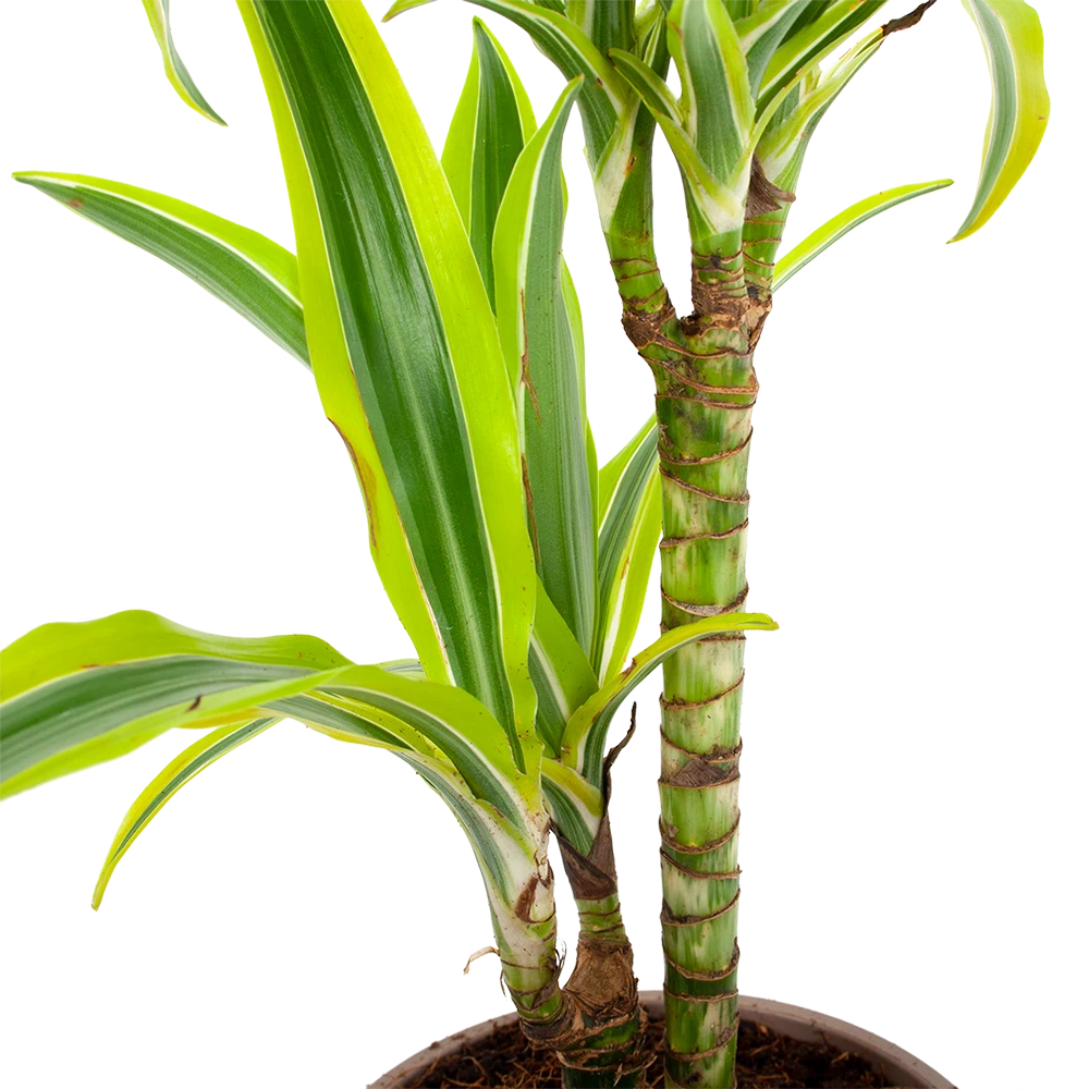 Dracaena Lemon Lime - Op Stam - Drakenbloedboom - P17 H65 - Kamerplant 2 Dracaena Lemon Lime - Op Stam - Drakenbloedboom - P17 H65 - Kamerplant - Afbeelding 2
